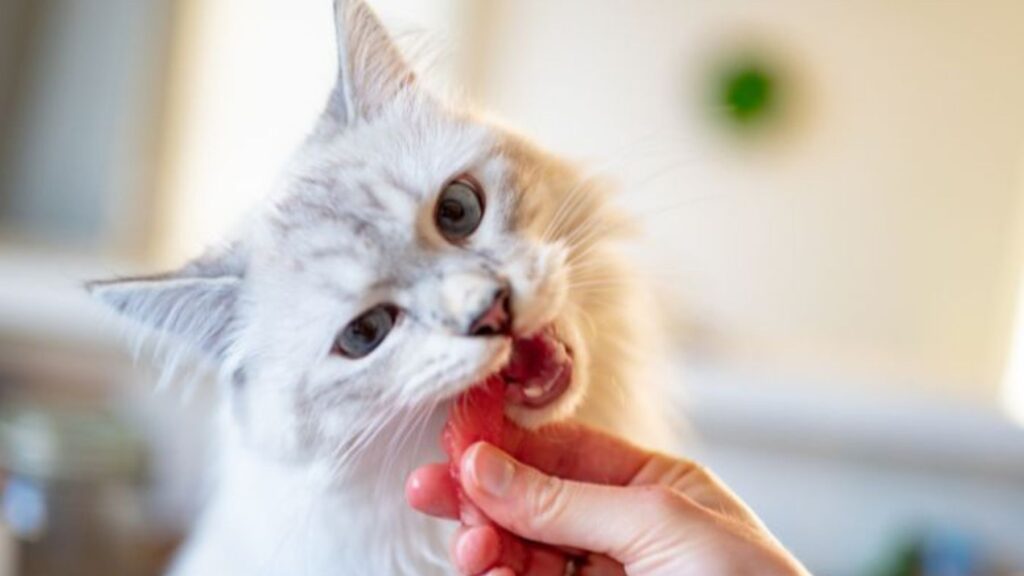 comportamenti dei gatti: masticare costantemente oggetti