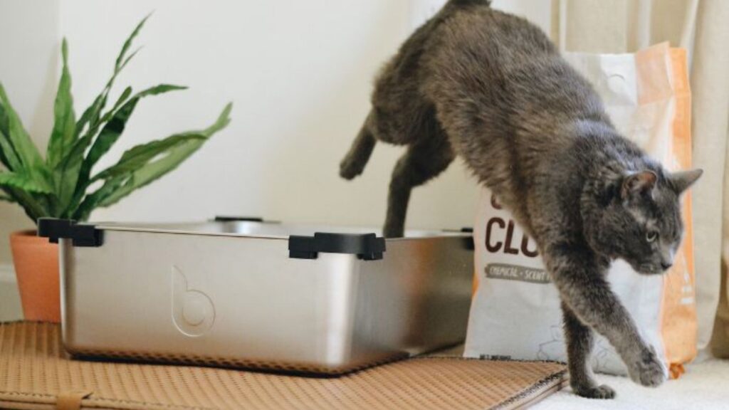 comportamenti dei gatti: bisogni fuori dalla lettiera