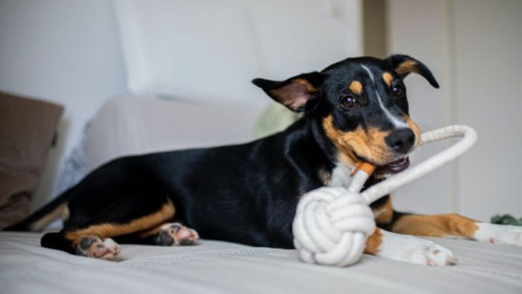 un cane con il suo giocattolo