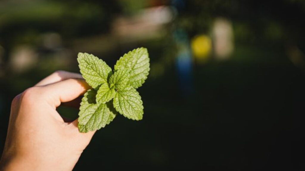 alimenti da evitare a cena: menta