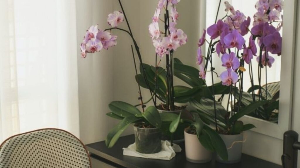 orchidee